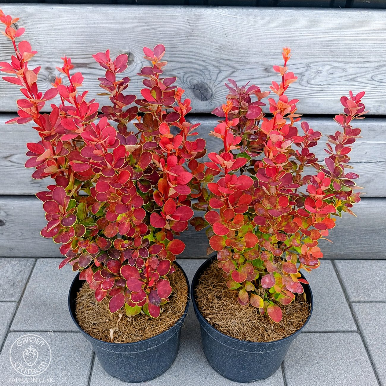 Obrázok Dráč thunbergov (Berberis thunbergii) ´ORANGE SUNRISE®´ - výška 30-40 cm, kont. C2L
